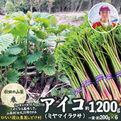 アイコ(ミヤマイラクサ) 約1200g 秋田の山菜