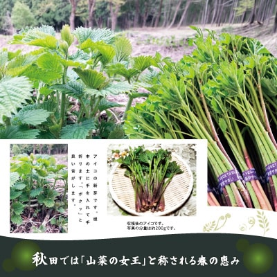 アイコ(ミヤマイラクサ) 約1200g 秋田の山菜