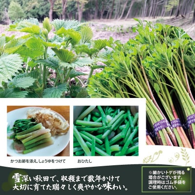 アイコ(ミヤマイラクサ) 約1200g 秋田の山菜