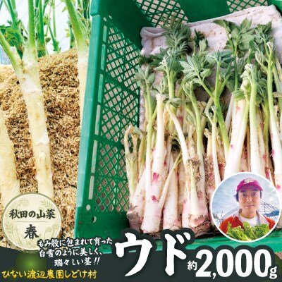 ウド 約2000g 北国の春の香りをお届けします