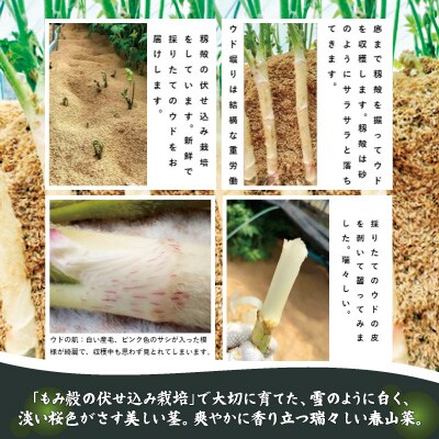 ウド 約3000g 北国の春の香りをお届けします