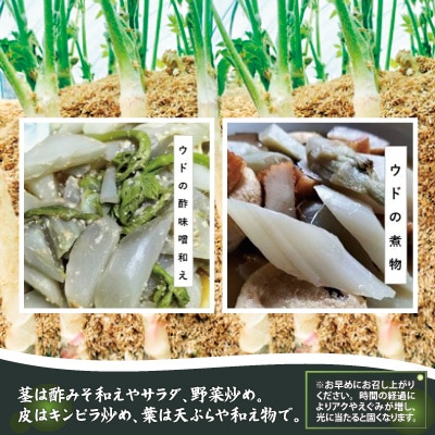 ウド 約3000g 北国の春の香りをお届けします