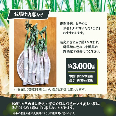 ウド 約3000g 北国の春の香りをお届けします