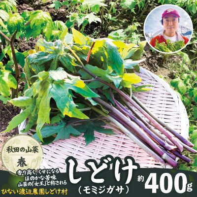 しどけ(モミジガサ) 約400g 瑞々しい山菜の女王