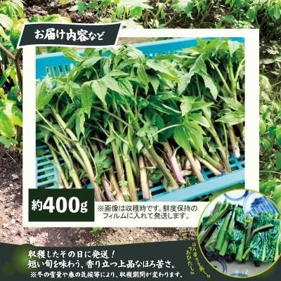 しどけ(モミジガサ) 約400g 瑞々しい山菜の女王