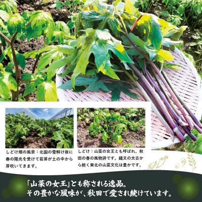 しどけ(モミジガサ) 約600g 瑞々しい山菜の女王