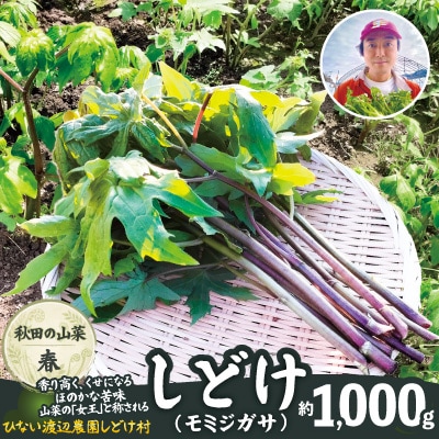 しどけ(モミジガサ) 約1000g 瑞々しい山菜の女王