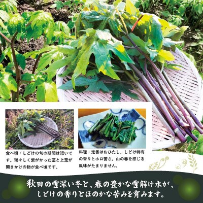 しどけ(モミジガサ) 約1000g 瑞々しい山菜の女王