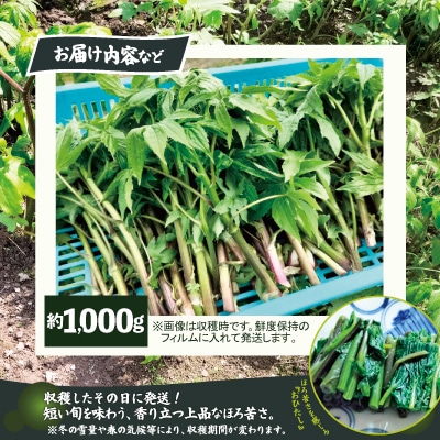 しどけ(モミジガサ) 約1000g 瑞々しい山菜の女王