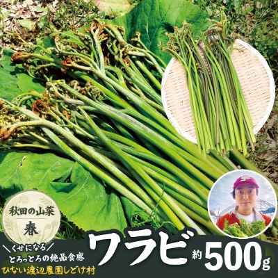 ワラビ 約500g トロっトロの食感が堪らない!