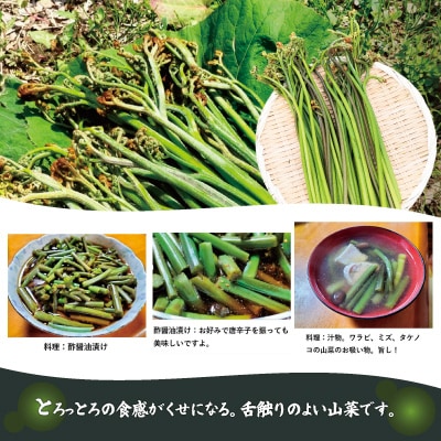 ワラビ 約500g トロっトロの食感が堪らない!