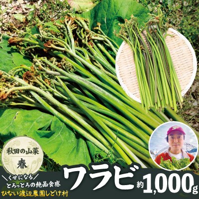 ワラビ 約1000g トロっトロの食感が堪らない!