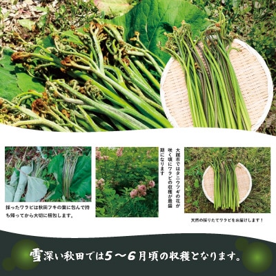 ワラビ 約1000g トロっトロの食感が堪らない!