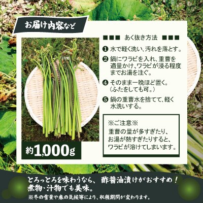 ワラビ 約1000g トロっトロの食感が堪らない!