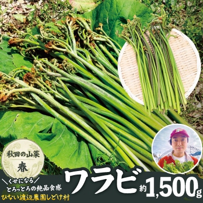 ワラビ 約1500g トロっトロの食感が堪らない!