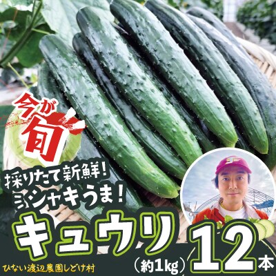キュウリ 採りたてシャキ旨!12本