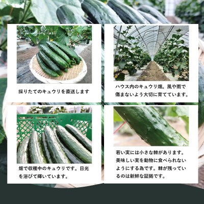 キュウリ 採りたてシャキ旨!12本
