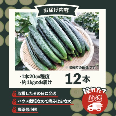 キュウリ 採りたてシャキ旨!12本