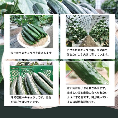 キュウリ 採りたてシャキ旨!24本
