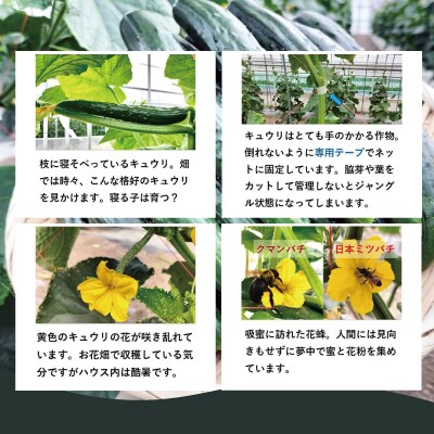キュウリ 採りたてシャキ旨!24本