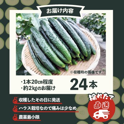 キュウリ 採りたてシャキ旨!24本