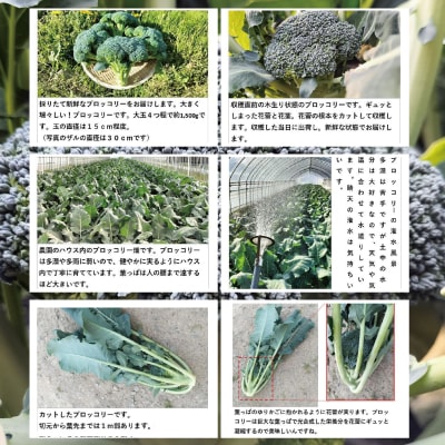 採りたて新鮮!ブロッコリー 約1400g