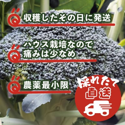 採りたて新鮮!ブロッコリー 約1400g