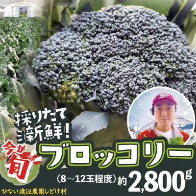 採りたて新鮮!ブロッコリー 約2800g