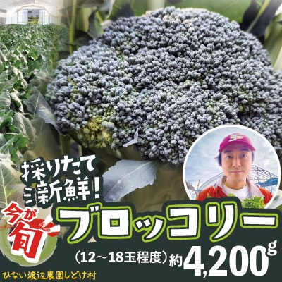 採りたて新鮮!ブロッコリー 約4200g