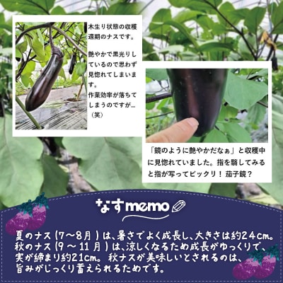 ナス 黒光りする太くて長い!30本