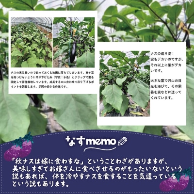 ナス 黒光りする太くて長い!30本
