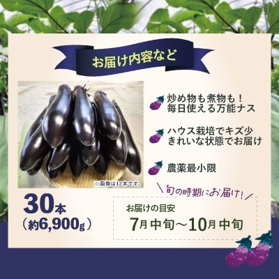 ナス 黒光りする太くて長い!30本