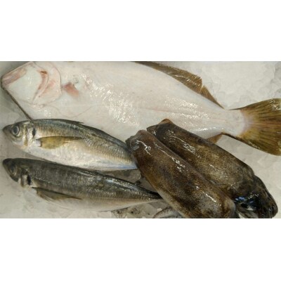 創業令和3年!何十年ぶりに浜田で鮮魚店誕生◎気合の入った刺身魚3種セット◎【1529】