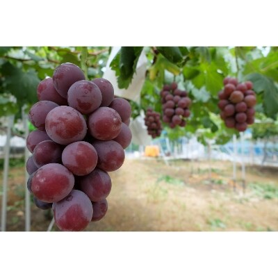 岡山県産ぶどう詰合せ2kg以上(4房)【2022年9月上旬以降発送】