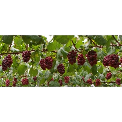 岡山県産ぶどう詰合せ2kg以上(4房)【2022年9月上旬以降発送】