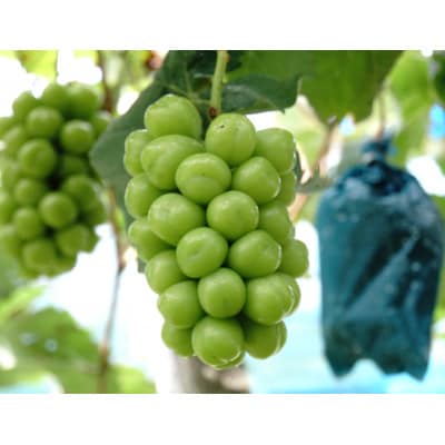 【ご家庭用】岡山県産シャインマスカット バラ粒 1kg(500g×2パック)【令和7年産】