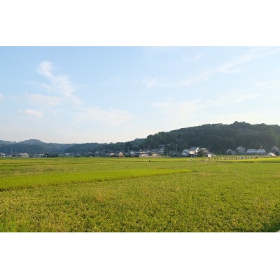 岡山県井原市産きぬむすめ10kg(5kg×2袋)