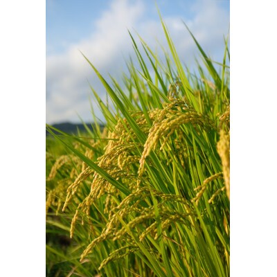 岡山県井原市産ヒノヒカリ10kg(5kg×2袋)