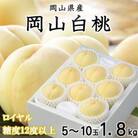 岡山白桃 ロイヤル 5～10玉 1.8kg 岡山県産