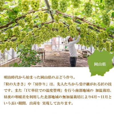 【2025年8月発送】ご家庭用 岡山県産 シャインマスカット 晴王 600g×1房