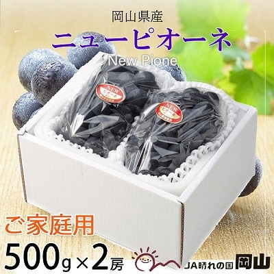 【2025年8月下旬より発送】ご家庭用　岡山県産　ピオーネ　500g×2房