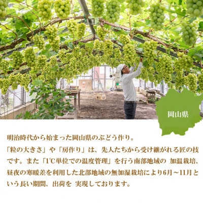 【2025年8月発送】ご家庭用　岡山県産　シャインマスカット　晴王　1.5kg(3～6房)