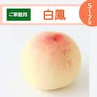 【ご家庭用】岡山白桃 白鳳 5～7玉(2025年7月上旬頃から順次発送予定)