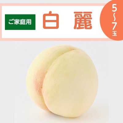 【ご家庭用】岡山白桃「白麗」5～7玉(2026年7月中旬頃から順次発送予定)