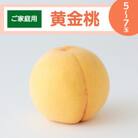 【ご家庭用】岡山県産 黄金桃 5～7玉(2026年8月下旬頃から順次発送予定)