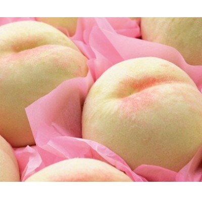 ご家庭用　おかやまの桃　約1.3kg(5～6玉)