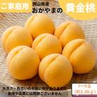 ご家庭用　おかやまの黄金桃　約1.8kg(7～9玉)