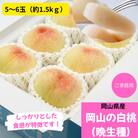 ご家庭用　白桃(晩生種)　 約1.5kg(5～6玉)