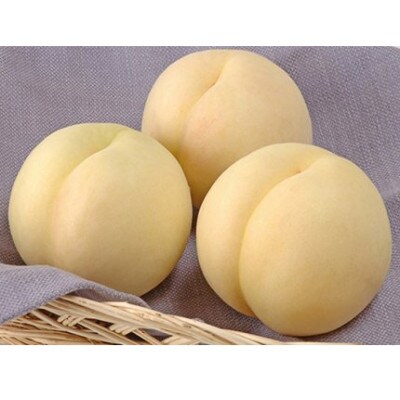 ご家庭用　白桃(晩生種)　 約1.5kg(5～6玉)
