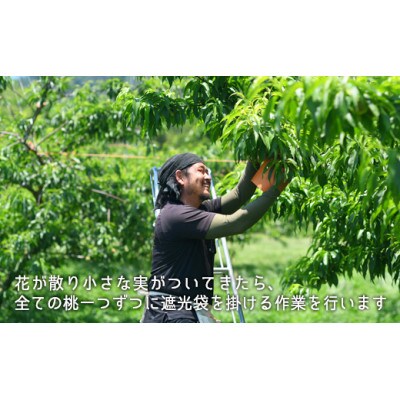 岡山県産　清水白桃　約2.2kg(大玉6～7玉)